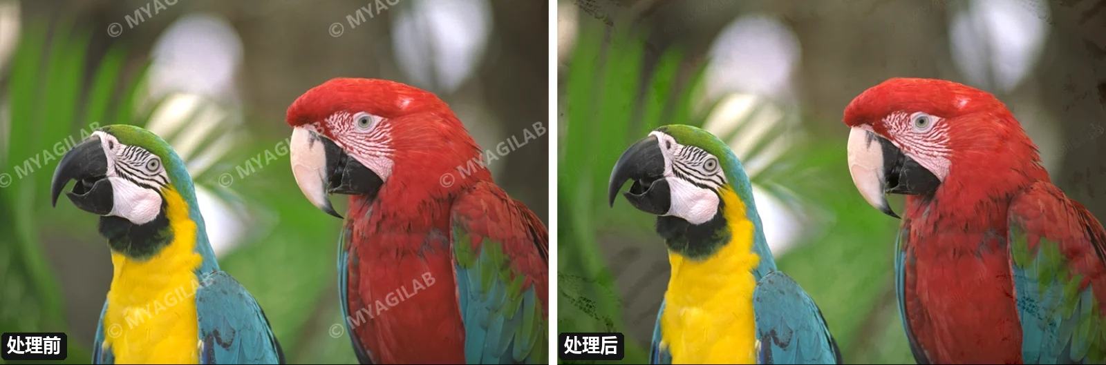 照片：半透明铺满水印，反算还原真实纹理